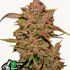 CRYSTAL METH Auto